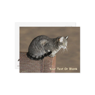 Cartão Postal Enfumaçado Cinza por Cat