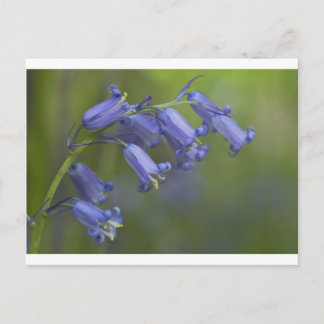 Cartão Postal English Bluebell
