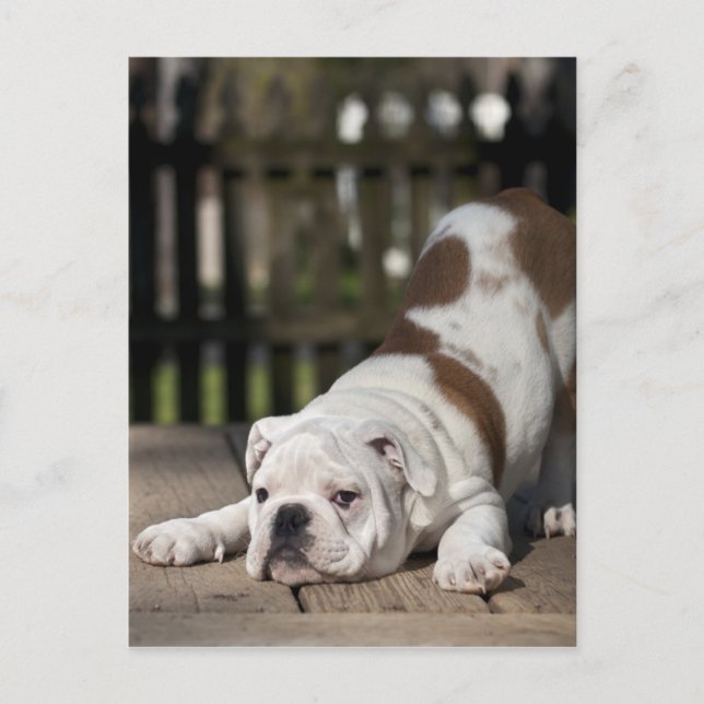 Cartão Postal English Bulldog Puppy (Frente)