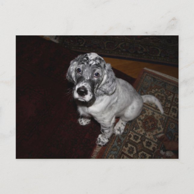 Cartão Postal English Setter Puppy (Frente)