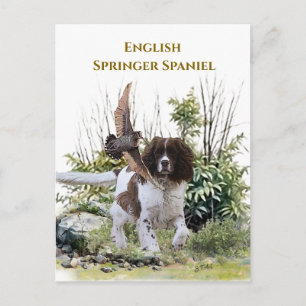 Cartão Postal English Springer Spaniel