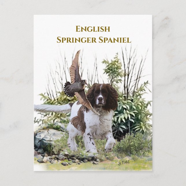 Cartão Postal English Springer Spaniel (Frente)