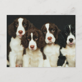 Cartão Postal English Springer Spaniel Puppies (2)