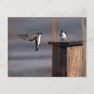 Cartão Postal Engole 9659