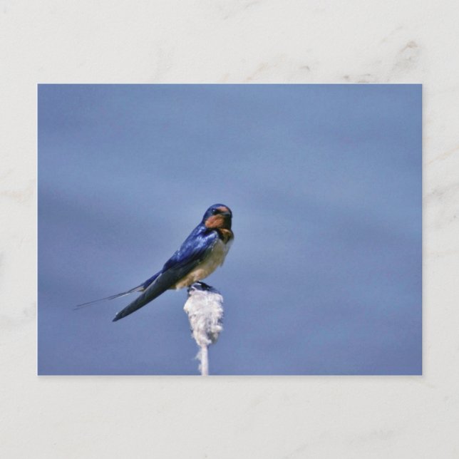 Cartão Postal Engorda (Frente)