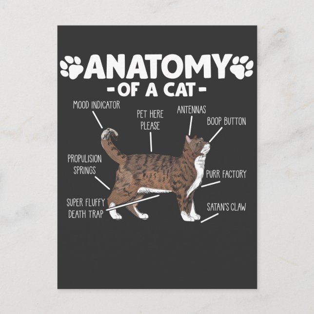Cartão Postal Engraçado Anatomia de um Gatinho Gato, dono de um  (Frente)
