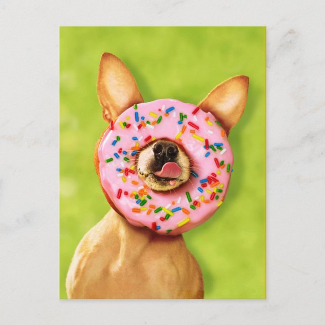 Cartão Postal Engraçado Cachorro Chihuahua com Rosquinha de aspe (Frente)