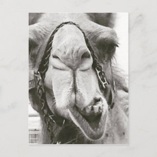 Cartão Postal Engraçado Camel