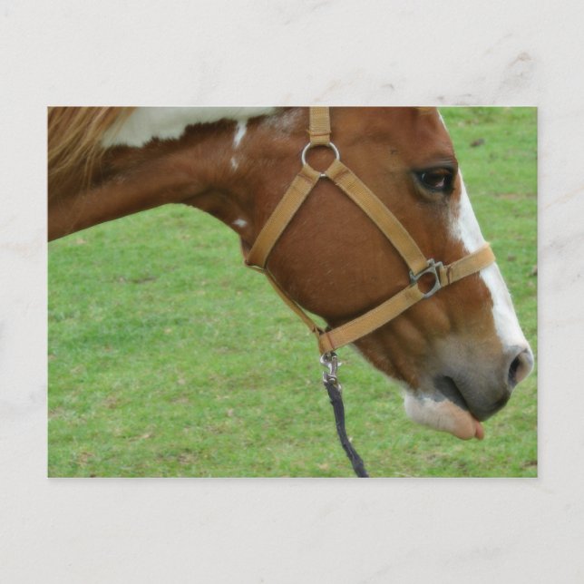 Cartão Postal Engraçado Cavalo Flashy (Frente)