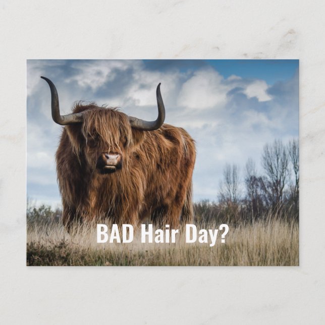 Cartão Postal Engraçado Dia de Cabelo Mau Foto de Vaca Highland? (Frente)