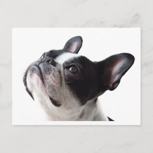 Cartão postal engraçado do cão Frenchie - Bulldog 