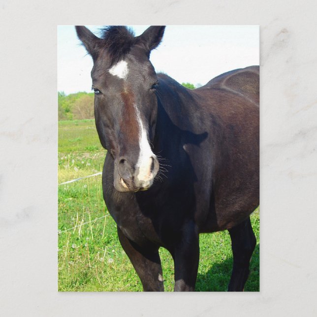Cartão Postal Engraçado Mare (Frente)