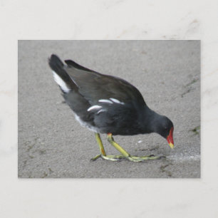 Cartão Postal Engraçado Moorhen Tome um Cartão-Postal de Arco