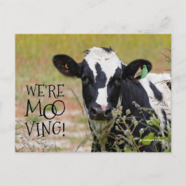 Cartão Postal Engraçado "Somos Moo-ving!" Movendo a Vaca do Anún