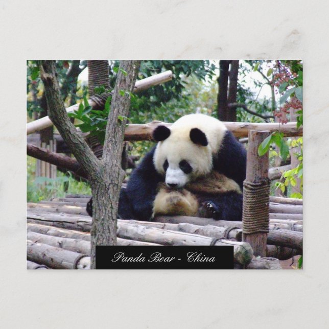 Cartão Postal Engraçado Urso Panda sentado, Chengdu - China (Frente)