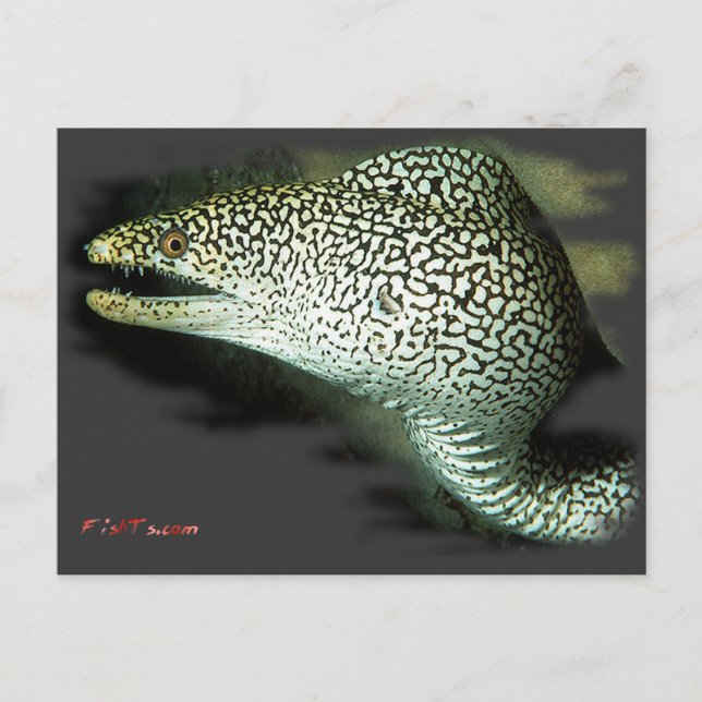 Cartão Postal Enguia-Pu-Guinie-Fowl (Frente)