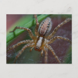 Cartão Postal Enorme Aranha