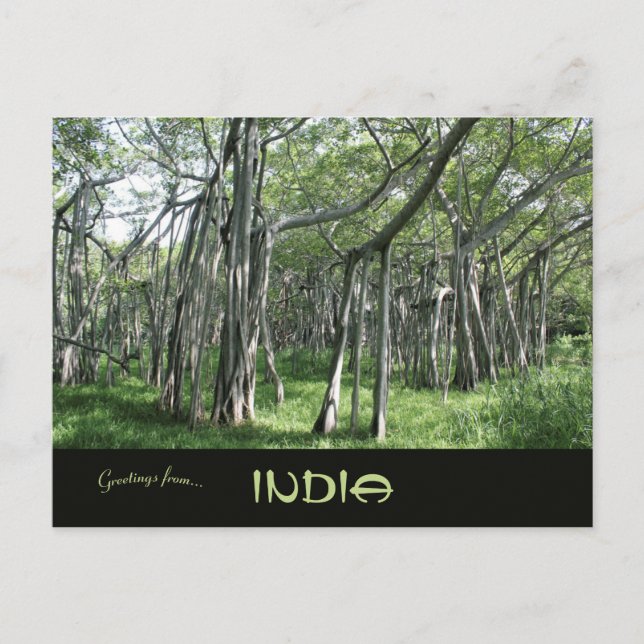 Cartão Postal Enorme Árvore Banyan Chennai Tamil Nadu Índia (Frente)