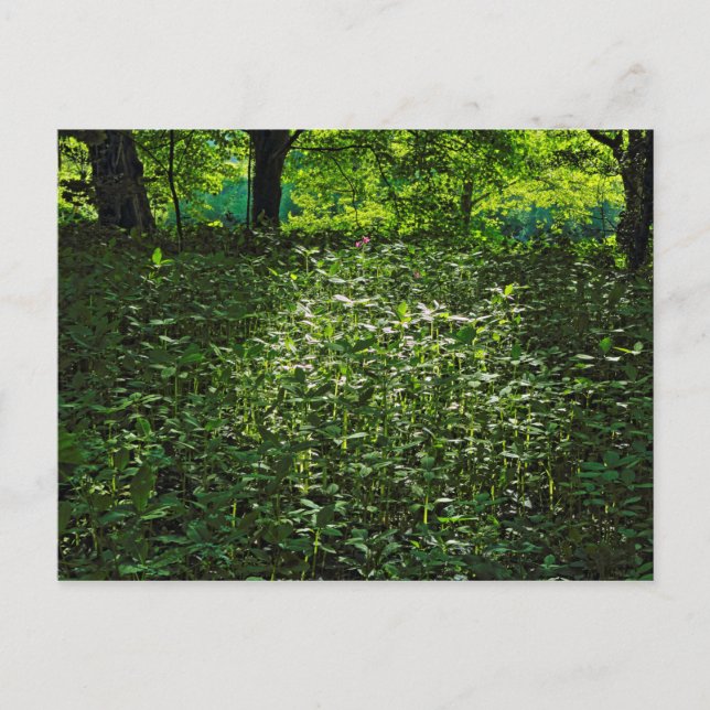 Cartão Postal Ensino iluminado por Sol. Blackweir Woods, Cardiff (Frente)