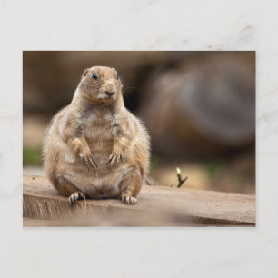 Cartão Postal Então, estou um Pouco Curto para o meu Peso