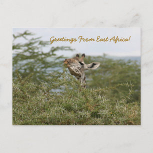 Cartão Postal Entendi! -Cartão Postal