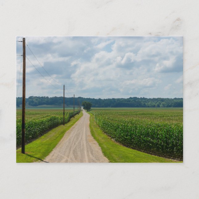 Cartão Postal Entre Campos De Milho (Frente)