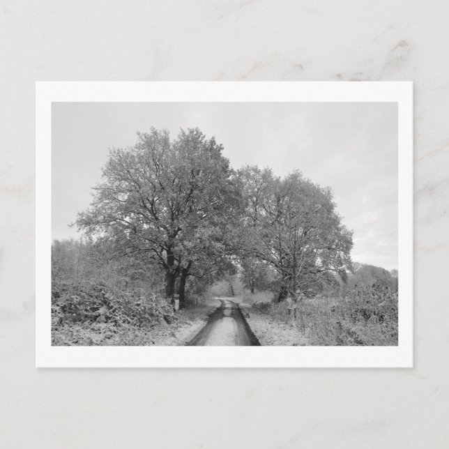 Cartão Postal Entre os Oaks (inverno) (Frente)