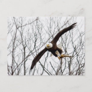 Cartão Postal Entrega de Refeição de Águia Careca