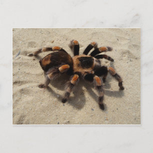 Cartão Postal Envenenamento tarantula brachypelma vermelho-joelh