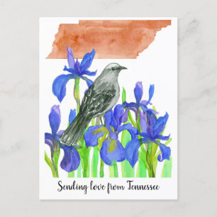 Cartão Postal Enviando Amor Tennessee Mockingbird Iris Flower