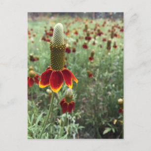 Cartão Postal Envie uma fotografia de coneflower de pradaria ere