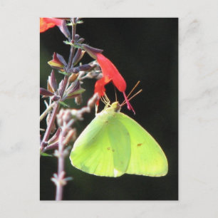 Cartão Postal Enxofre na Salvia Postcard