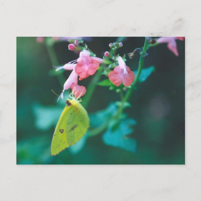 Cartão Postal Enxofre na Salvia Postcard (Frente)