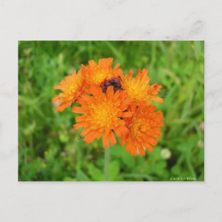 Cartão Postal Épervière orangée
