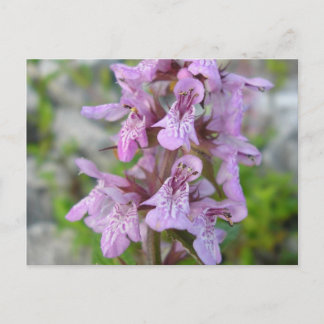 Cartão Postal Épiaire des marais (2)