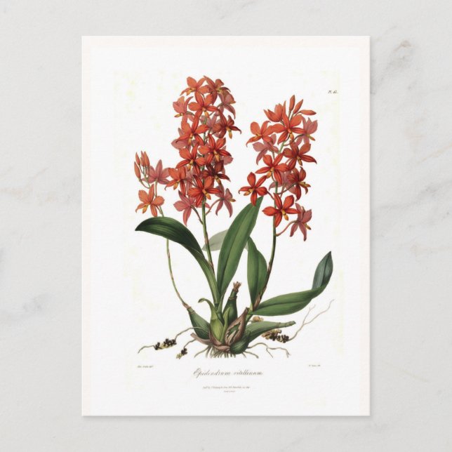 Cartão Postal Epidendrum vitellino (Frente)