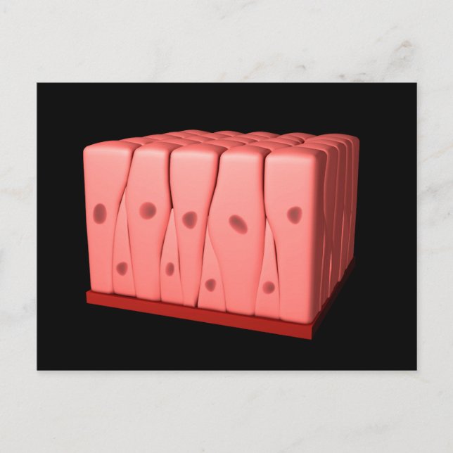 Cartão Postal Epithélio Columnar Pseudoestratificado (Frente)