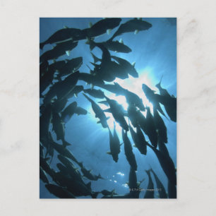 Cartão Postal Equador, arquipélago de Galápagos, Ilha Wolf,