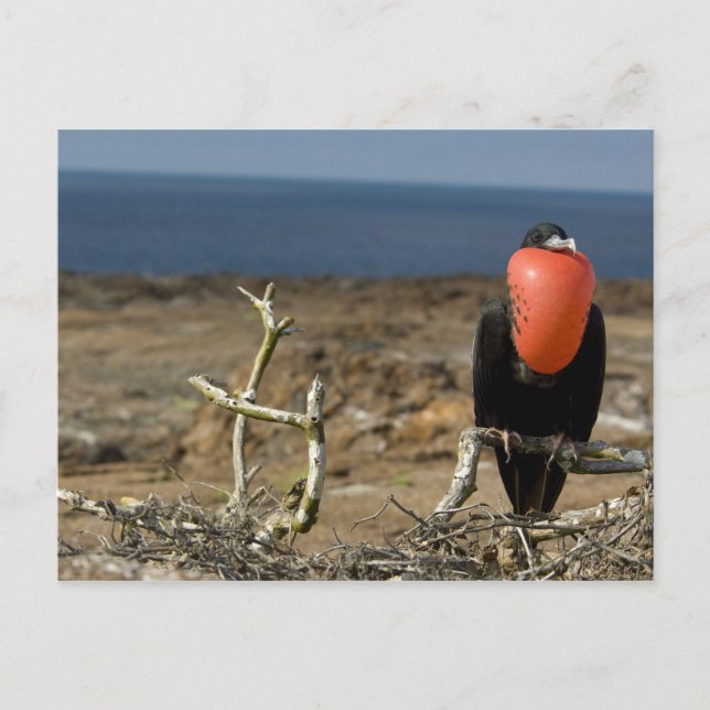 Cartão Postal Equador, Galápagos, Ilha de Genovesa. Príncipe (Frente)