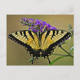 Cartão Postal equilíbrio