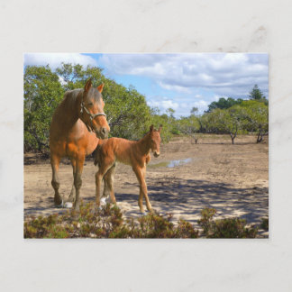 Cartão Postal Equilíbrio de ferenda Fohlen