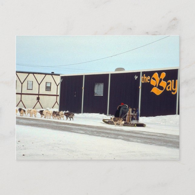 Cartão Postal Equipe de cães na baía, Churchill, Manitoba (Frente)