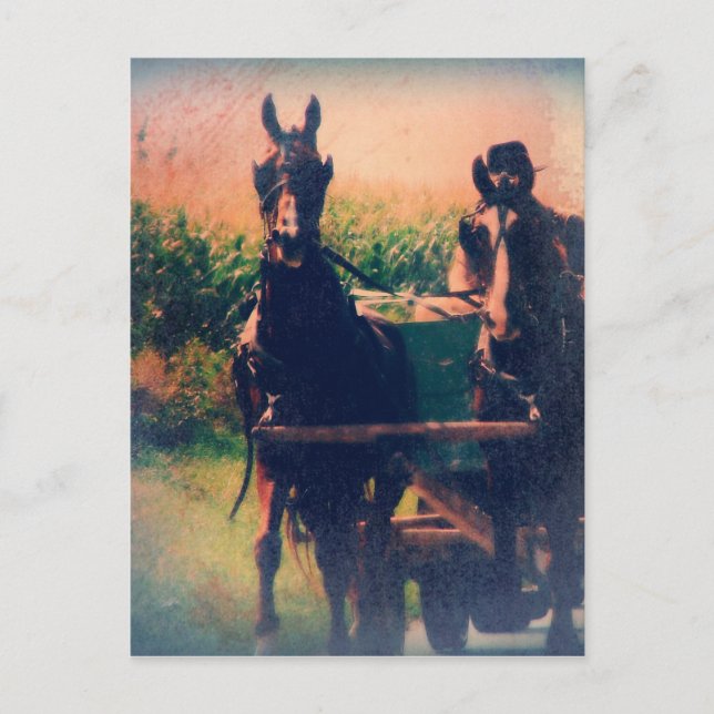 Cartão Postal Equipe de Cavalos Amish (Frente)