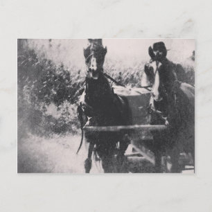 Cartão Postal Equipe de Cavalos #cavalo #amish