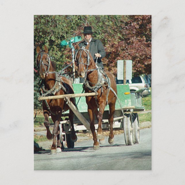 Cartão Postal Equipe de dois cavalos (Frente)