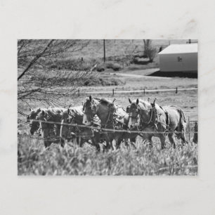 Cartão Postal Equipe de Rascunho Amish no Trabalho