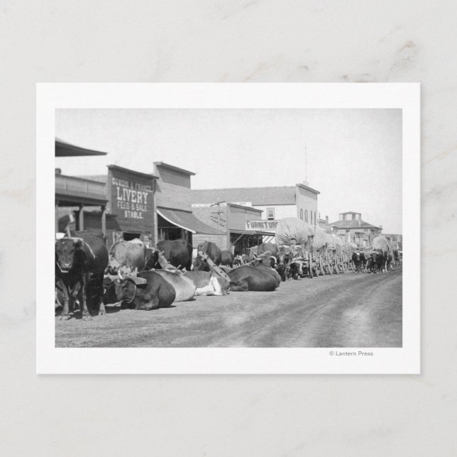 Cartão Postal Equipes de Ox ao longo da rua principal da fotogra (Frente)