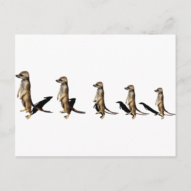 Cartão Postal Erdmännchen em Reihe (Frente)