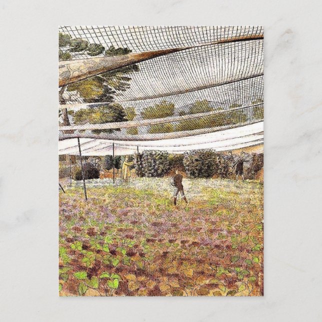 Cartão Postal Eric Ravilious trabalho de arte, Strawberry Nets, (Frente)