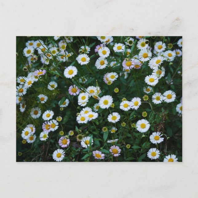 Cartão postal Erigeron Daisies (Frente)